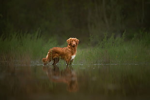 brown and white short coated dog, nature, water, dog, animals