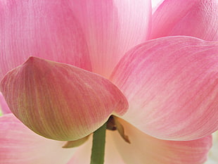 closeup photo of pink Lotus flower
