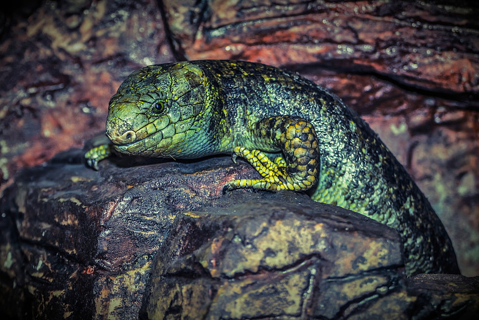 green 4 legged animal HD wallpaper