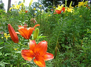 selective focus photography of orange lily flower