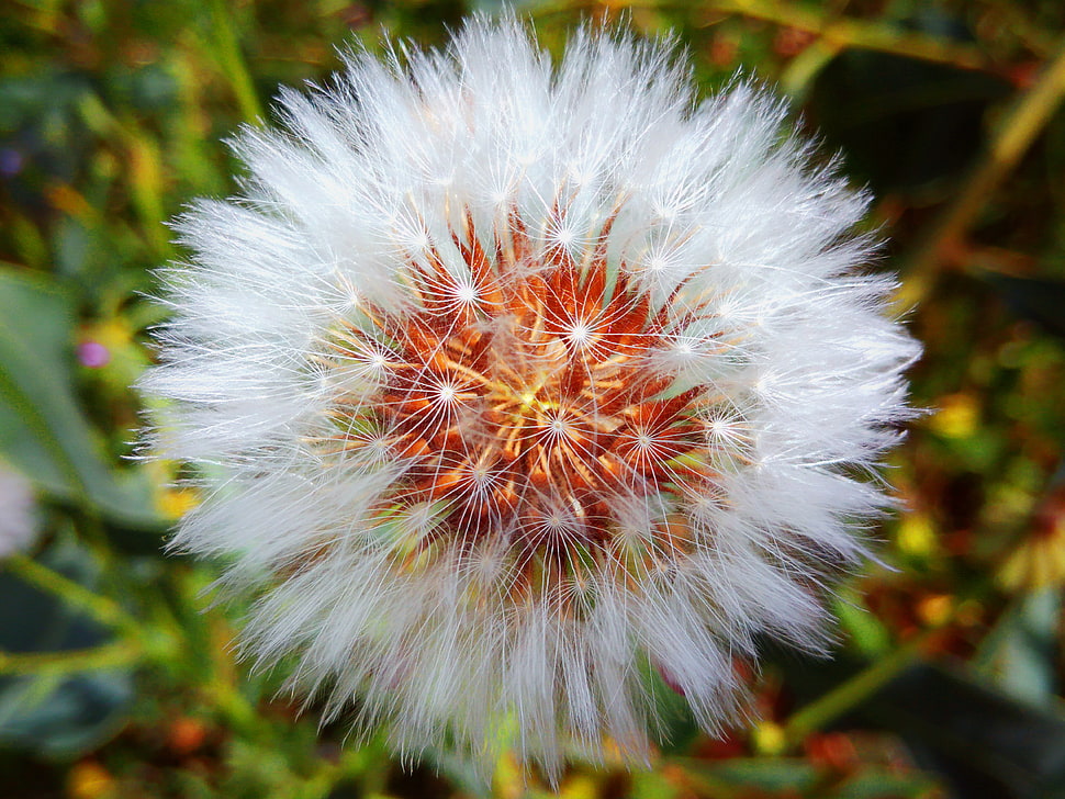 white dandelion, Dandelion, Down, Flower HD wallpaper