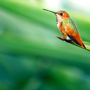 orange and green hummingbird on top of green leaf