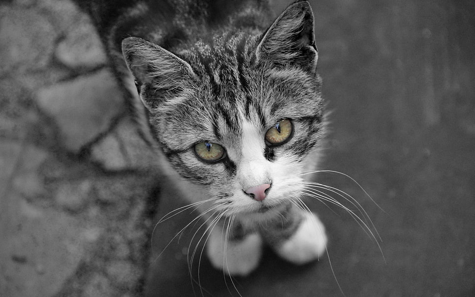 gray tabby cat HD wallpaper