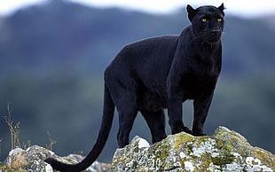 Panther,  Stones,  Big cat,  Black