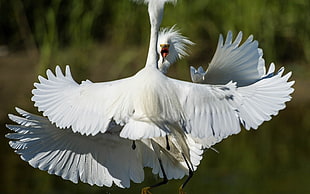closeup photography of white Egret
