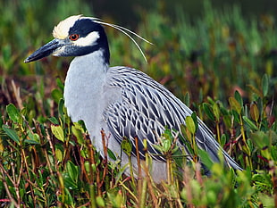 Cocoi Heron on grass during daytime HD wallpaper
