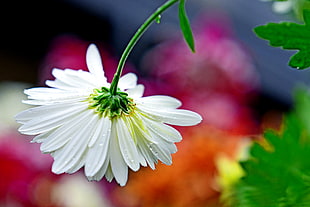 macro photo of white Daisy flower with dewdrops, chrysanthemum