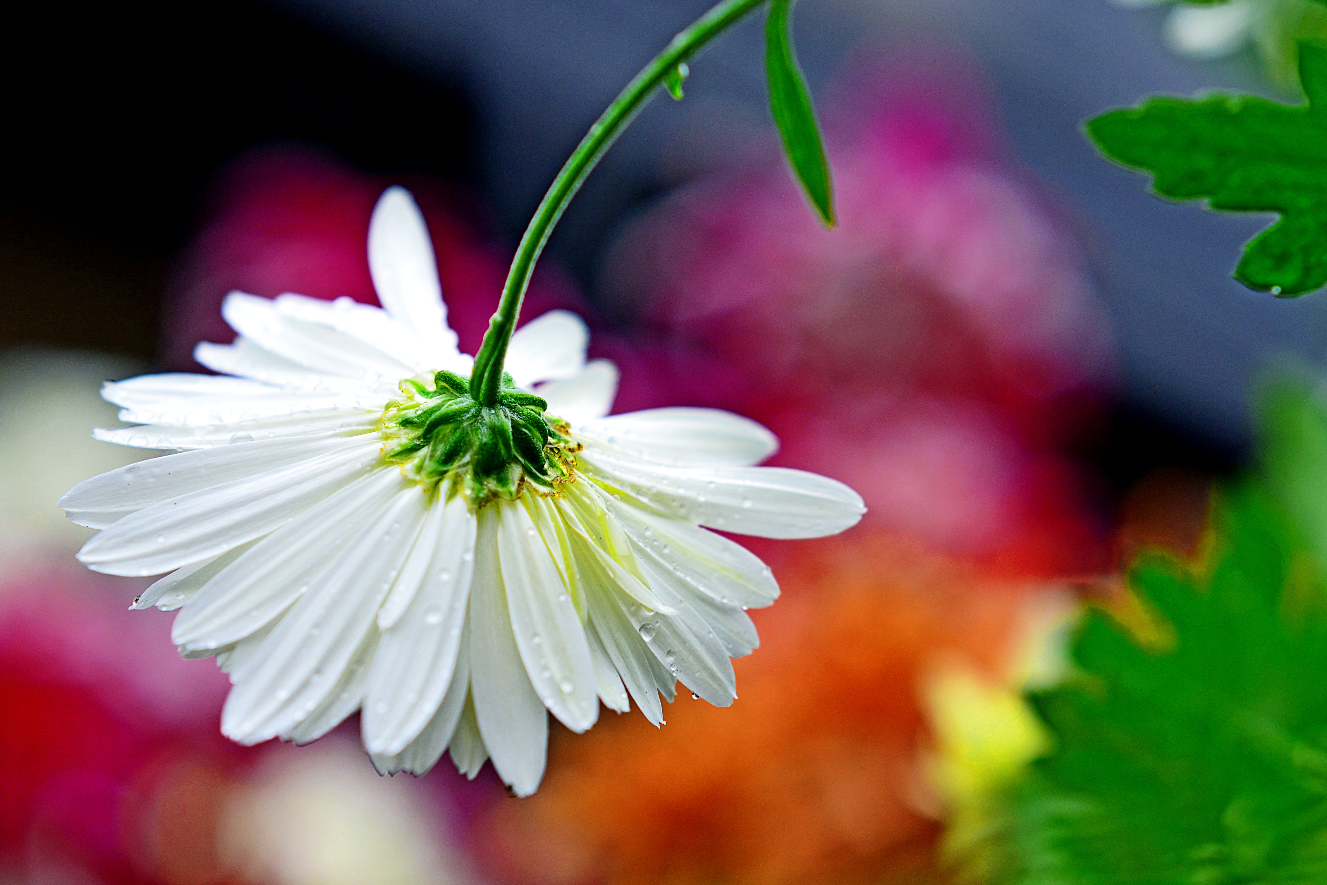 macro photo of white Daisy flower with dewdrops, chrysanthemum