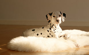 adult Dalmatian dog