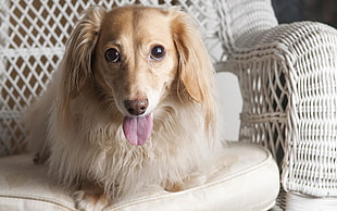 photo of long-haired Dachshund on wicker padded chair