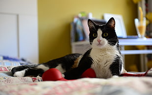 white and black short coat cat
