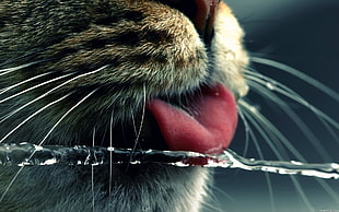 cat drinking water HD wallpaper