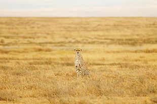 Cheetah standing on brown grass field photography