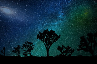 silhouette trees, Starry sky, Milky way, Joshua tree
