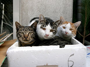 three cats on white styrofoam