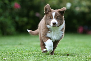 liver and white Border Collie puppy on grass field at daytime HD wallpaper