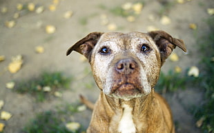 fawn American Staffy