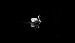 gray swan on water illustration