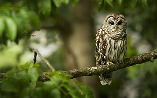 shallow focus photography of white and brown owl