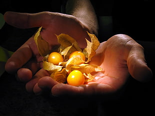 person carrying three orange fruits