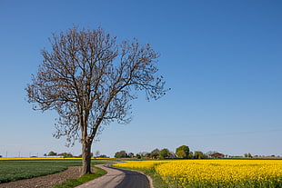 brown bare tree near yellow petaled flower field