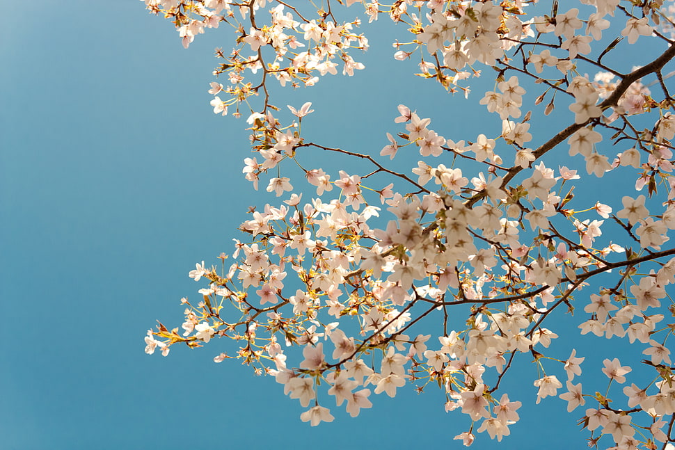 white Magnolia flowers, Japan, Evgeny Lazarenko HD wallpaper