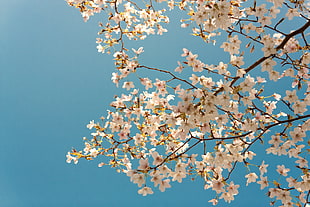 white Magnolia flowers, Japan, Evgeny Lazarenko