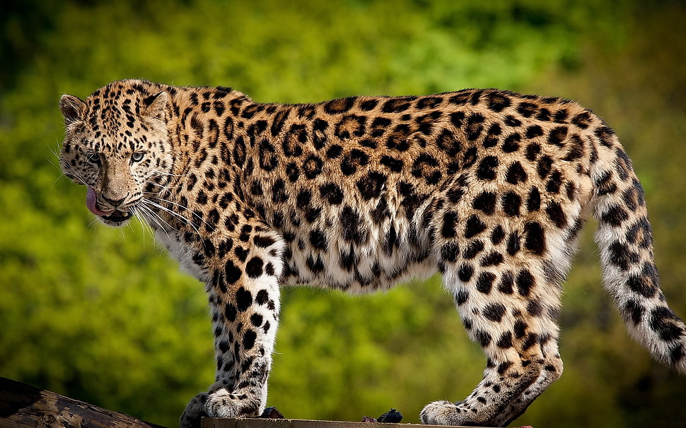 brown cheetah HD wallpaper