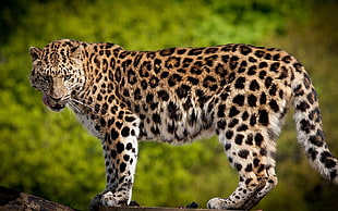 brown cheetah