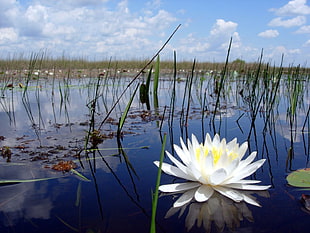 white Lotus on water closeup photography at daytime HD wallpaper