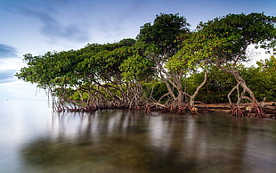 still life photo of mangrove trees HD wallpaper