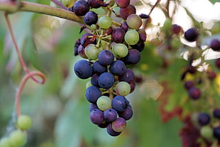 grape fruit, Grapes, Berries, Branch