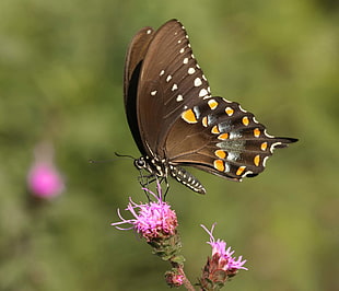 brown and yellow butterfly on top of pink flower bud