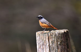 black and orange bird on top brown wood log, redstart
