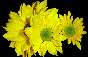 yellow petal flowers
