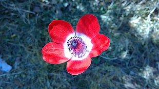 red and white Anemone flower in close up photography
