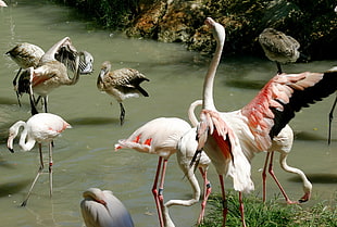 flocks of flamingo in body of the wate