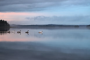 landscape photography of a lake with three black and two white swans