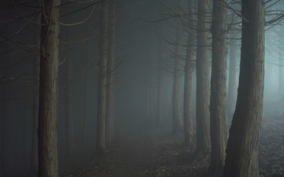 gray bare trees, night, mist, forest, trees HD wallpaper