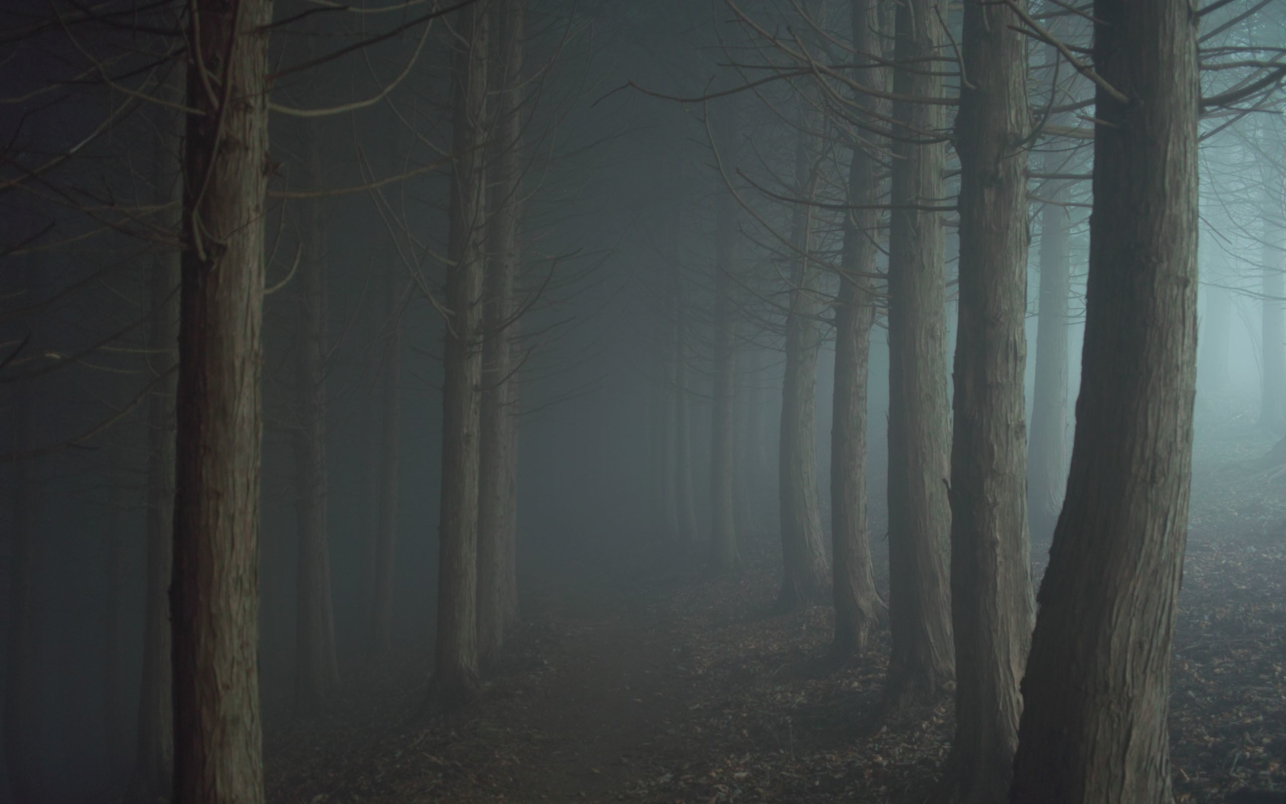 gray bare trees, night, mist, forest, trees