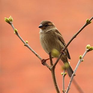 brown bird on tree brannch HD wallpaper