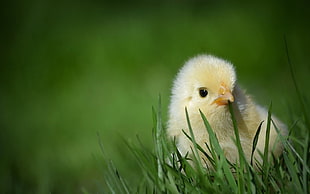 shallow focus photography of yellow chick