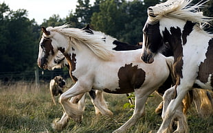 herd of brown and white horses