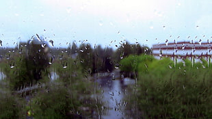 green plant, rain, water on glass HD wallpaper