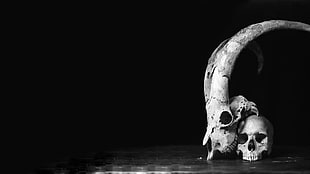 illustration of skulls, skull, black, white, horns