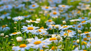 white flowering plant, daisies, flowers, white flowers, nature HD wallpaper
