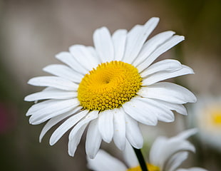 white Daisy close-up photo