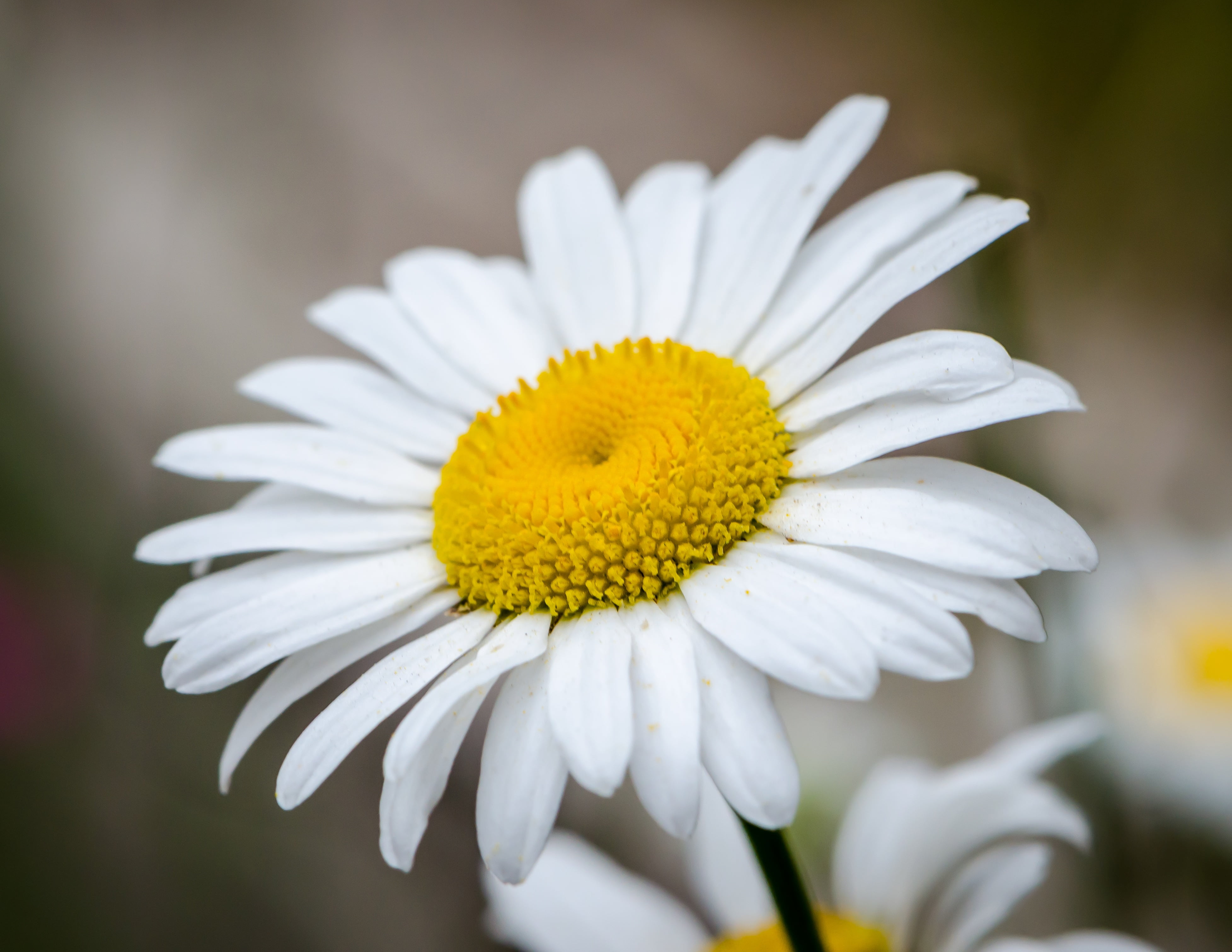 white Daisy close-up photo