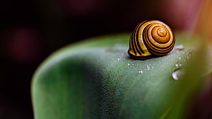brown and black snail, snail, macro