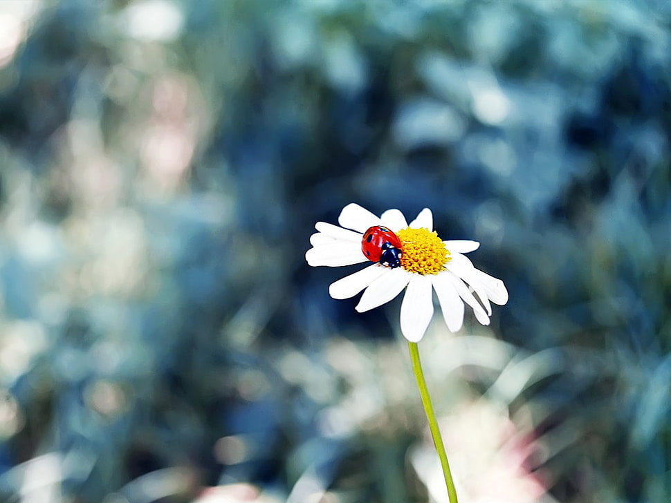 ladybug and white daisy flower, flowers, ladybugs, grass, insect HD wallpaper